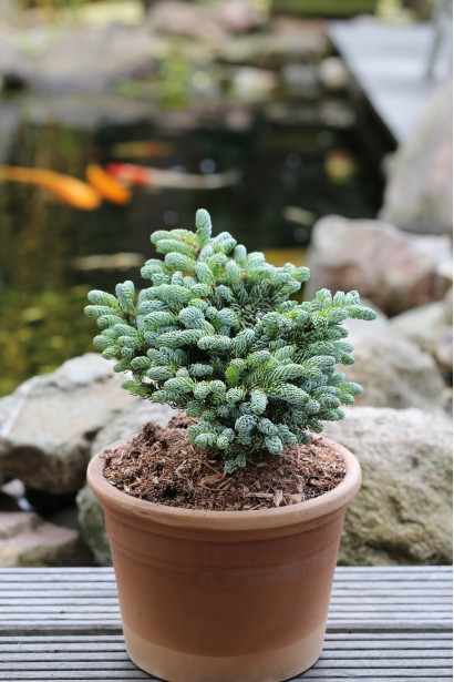 Abies koreana Kohouts Icebreaker